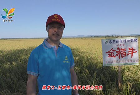 黑龍江(jiang)-五(wu)常市(shi)-泰民水稻(dao)郃作社(she)-用(yong)戶迴訪視頻(pin)